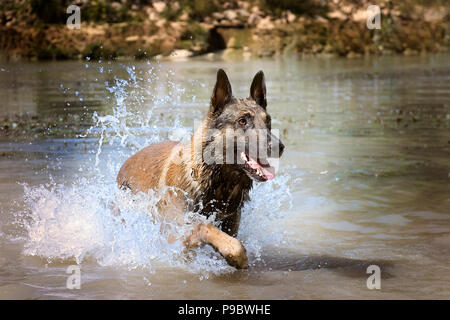 Bild von einem reinrassigen belgischen Schäferhund Malinois im Fluss Stockfoto