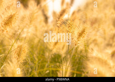 Nahaufnahme von einem goldenen Rasenfläche im Sommer Stockfoto