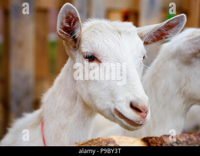 Nahaufnahme, Porträt einer Ziege, draußen im Innenhof der Farm Stockfoto