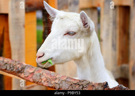 Nahaufnahme, Porträt einer Ziege, draußen im Innenhof der Farm Stockfoto