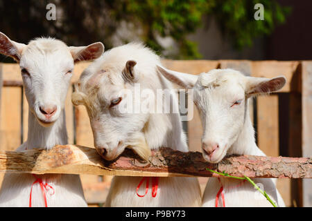 Drei weiße Ziegen in der Nähe des Zauns im Hof der Farm Stockfoto