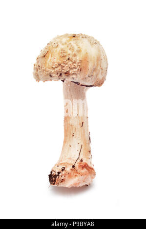 Amanita rubescens Pilze isoliert auf weißem Stockfoto