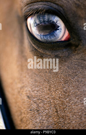 Eine Nahaufnahme eines paint horse blauen Auge. Stockfoto