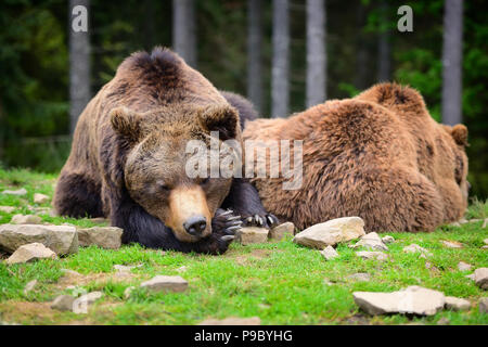 Europäische Braunbären in einem Wald Landschaft im Sommer. Großen braunen Bären im Wald. Stockfoto