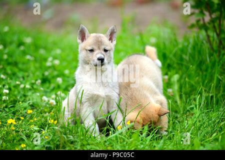 Zwei schöne bezaubernde Welpen von Laika Rasse sitzt auf grünem Gras Stockfoto