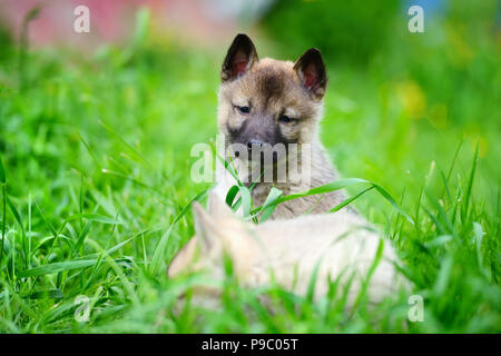 Zwei schöne bezaubernde Welpen von Laika Rasse sitzt auf grünem Gras Stockfoto
