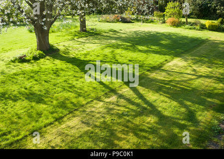 Schatten spielen auf einem Teil - schneiden Rasen im Frühjahr. Erste Blüte auf Prunus avium Baum in einem Englischen Garten Stockfoto