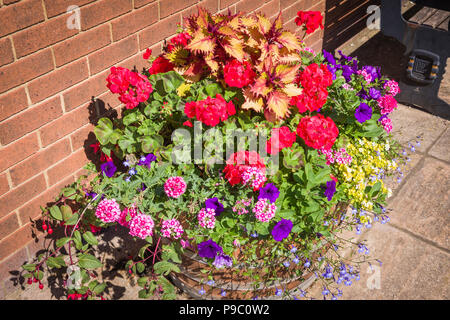 Urban Blütenpracht in Devizes Wiltgshire England Großbritannien im Juli einschließlich petunien Eisenkraut coleus Fuchsien lobelia und Pelargonien Stockfoto