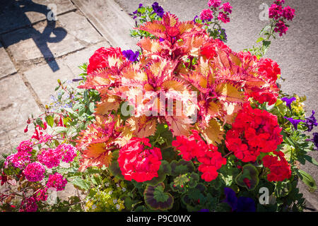 Urban Blütenpracht in Devizes Wiltgshire England Großbritannien im Juli einschließlich petunien Eisenkraut coleus und Pelargonien Stockfoto