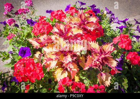 Urban Blütenpracht in Devizes Wiltgshire England Großbritannien im Juli einschließlich petunien Eisenkraut coleus und Pelargonien Stockfoto