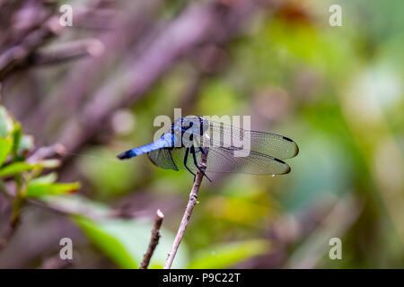 Eine enge Makroaufnahme einer blauen Japanische Dragonfly ruht auf einem kleinen Bush in einem Waldpark in Machida Stockfoto