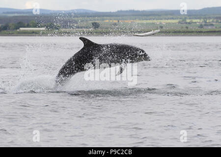 Großer Tümmler (Tursiops truncatus) Jagen/Jagd ein Lachs in den Moray Firth, Chanonry Point, Schottland, Großbritannien Stockfoto