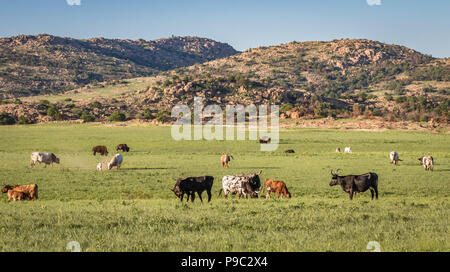 Longhorns und Bisons grasen in der Wichita Mountains von Oklahoma Stockfoto