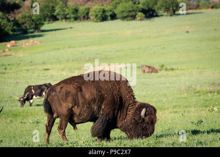 Longhorns und Bisons grasen in der Wichita Mountains von Oklahoma Stockfoto