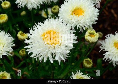 'Lilac Leucanthemum Engelina Marguerite Engelina Chrysanthemum maximum Engelina Shasta Daisy Flowers Stockfoto