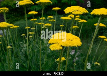 Achillea filipendulina Tuch von Gold Schafgarbe gold Tuch gelb Mat aufrechte Staude bildet Stockfoto