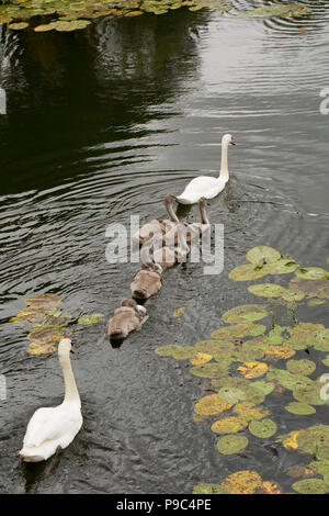 Ein paar der erwachsenen Höckerschwäne, Cygnus olor, mit ihren Cygnets auf der Dorset Stour Fluss aus gesehen Sturminster Newton Town Bridge. Dorset England UK GB Stockfoto