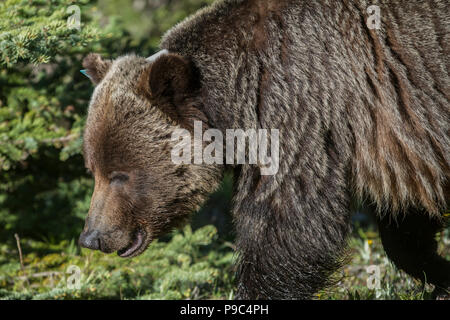 Grizzlybär (Ursus arctos Horribilis) Close up, halb Körper geschossen, der weiblichen grizzly Walking thru Bergwald. Stockfoto