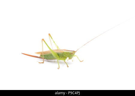 Eine weibliche, geflügelte Pfeilspitze bush Cricket, Conocephalus verfärben, auf einem weißen Hintergrund. North Dorset England UK GB Stockfoto