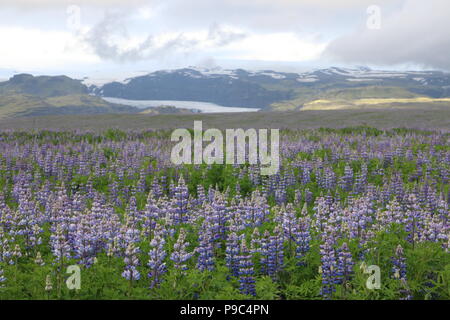 Sommer Landschaft in Island mit lila Lupinen und Gletscher im Hintergrund Stockfoto