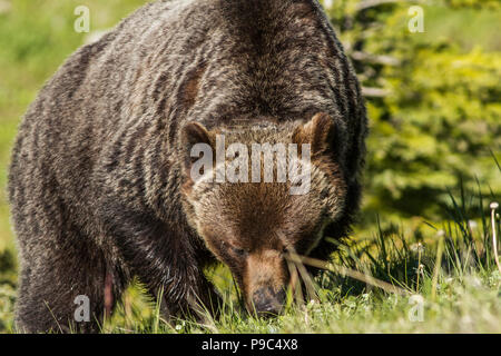 Grizzlybär (Ursus arctos Horribilis) Ernährung Grizzlybären, voll, Nahaufnahme Körper geschossen Stockfoto