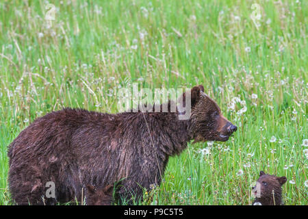 Grizzly Bär Mutter und Cub (Ursus arctos Horribilis) Mutter und cub Fütterung in einem Berg Wiese. Kananaskis, Alberta, Kanada Stockfoto