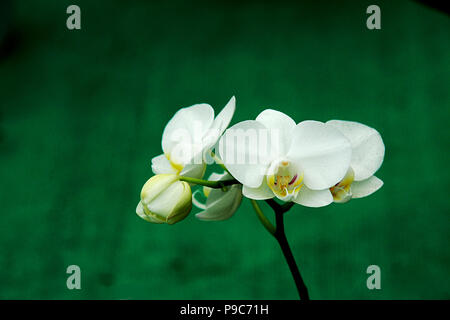 Bündel von White Orchid Knospen und Blüten auf verschwommen grünen Hintergrund isoliert Stockfoto