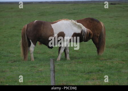 Island - Islandpferde Stockfoto