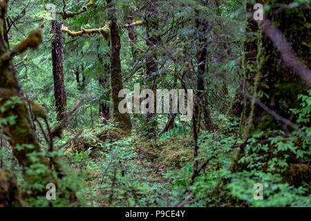 Regenwald, Ketchikan, Alaska, USA, Donnerstag, 24. Mai 2018. Stockfoto