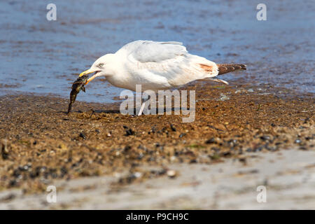 Europäische Silbermöwe, Larus argentatus, Fischland, Deutschland Seagull Fütterung Stockfoto