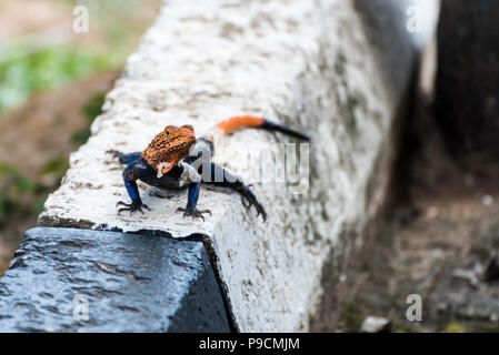 Agamidae, Agama Lizard im Murchison Nationalpark, Uganda, Afrika Stockfoto