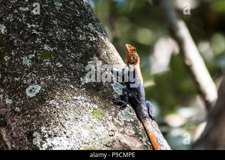 Agamidae, Agama Lizard im Murchison Nationalpark, Uganda, Afrika Stockfoto