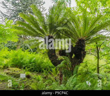 Chinese Windmill Palm (trachycarpus Undulata). windmill Palm oder Chusan palm Stockfoto