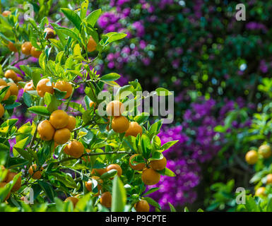 Mandarine (Citrus reticulata) und dem verschwommenen Hintergrund Stockfoto