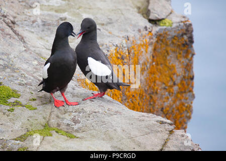 Zwei Gryllteisten (Cepphus Grylle), Franz Josef Land Stockfoto