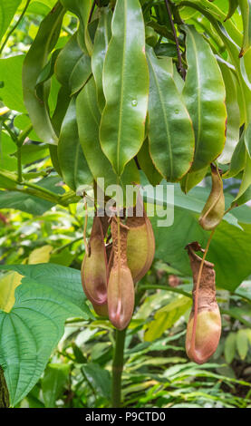 Tropischen Kannenpflanze Nepenthes (fleischfressende) - natürliche Hybriden - hängend von einem Baum Stockfoto