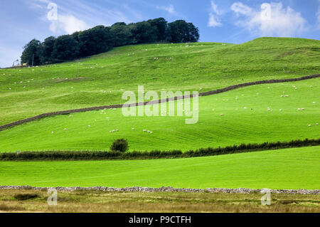 Grüne Felder und Hügel bei Crosthwaite im Nationalpark Lake District, Cumbria, England, Großbritannien Stockfoto