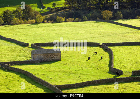 Stein Scheunen und Trockenmauern in Gunnerside in den Yorkshire Dales National Park, England, Großbritannien Stockfoto