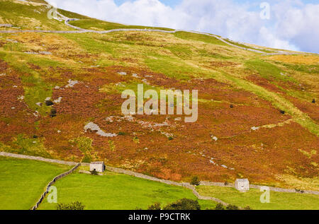 Stein Scheunen und Trockenmauern in Swaledale, Yorkshire Dales, North Yorkshire, England, Großbritannien Stockfoto