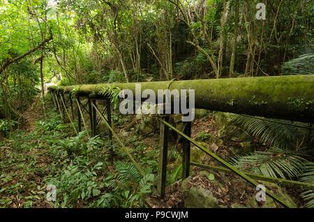 Water Pipeline Überqueren der Dschungel auf Tioman Insel, Malaysia. Stockfoto