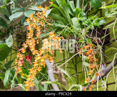 Tiger Orchid (Grammatophyllum speciosum). Die weltgrösste Orchidee im Gewächshaus Stockfoto