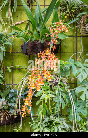 Tiger Orchid (Grammatophyllum speciosum). Die weltgrösste Orchidee im Gewächshaus Stockfoto