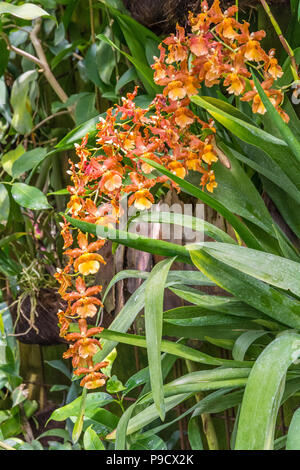 Tiger Orchid (Grammatophyllum speciosum). Die weltgrösste Orchidee im Gewächshaus Stockfoto