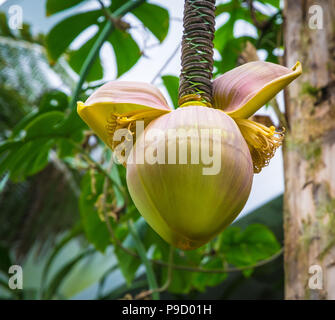 Der Blütenstand einer japanischen Fibre Banane (Musa basjoo) in einem Garten. Stockfoto