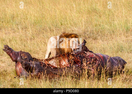 Männliche Löwen bei einem Kill auf der Stockfoto