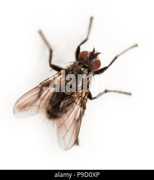 In der Nähe von oben gesehen Fliegen Stockfoto