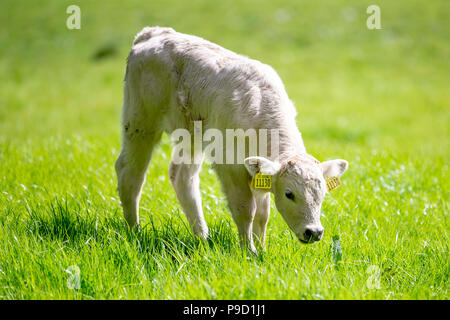 Junge weiße Limousin Kalb getaggt mit Ohren Beweidung in Gras auf einer Weide. Stockfoto