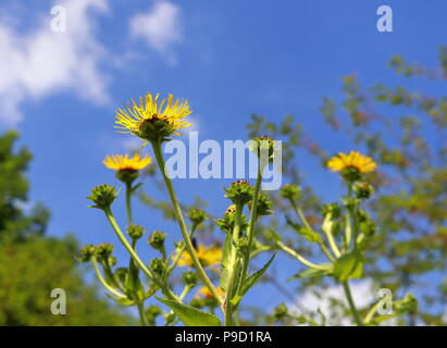 Gelbe Pferd - Heilen, elecampane, Kräuter Pflanze Stockfoto