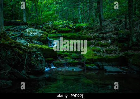 Hohler Baum Brook Stream in den Catskills Stockfoto