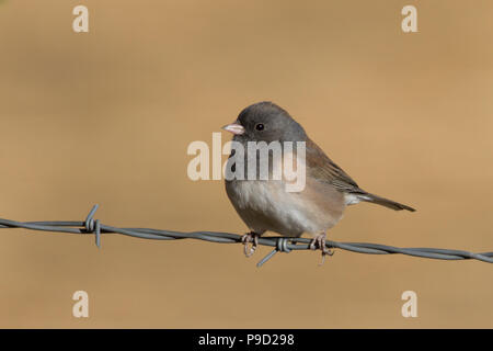 Ein dunkeläugiger junco, Junco hyemalis, thront auf einem Stacheldrahtzaun. Stockfoto